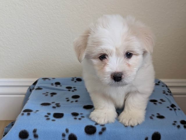 Coton de Tulear Puppies Available media 10