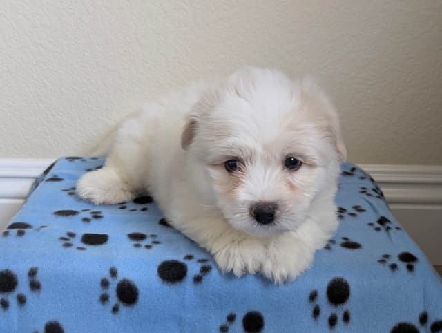 Coton de Tulear Puppies Available media 11