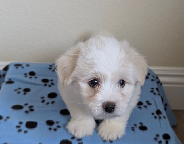 Coton de Tulear Puppies Available media 12