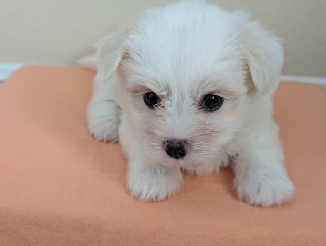 Coton de Tulear Puppies Available media 2