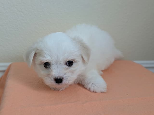 Coton de Tulear Puppies Available media 3