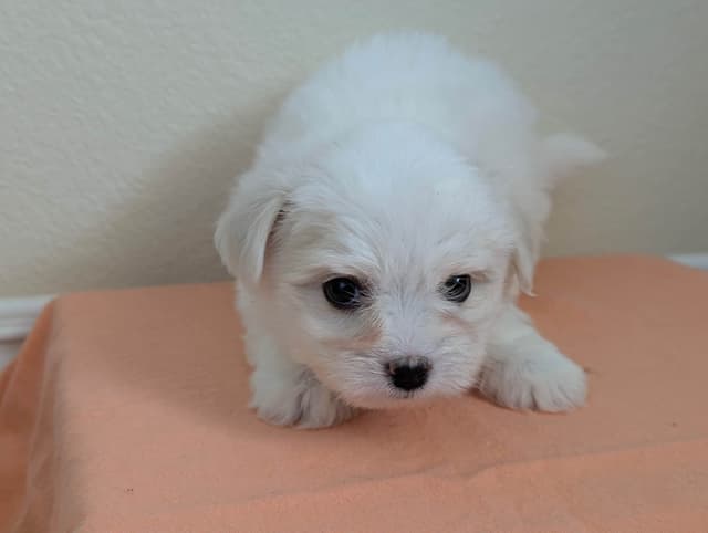 Coton de Tulear Puppies Available media 13