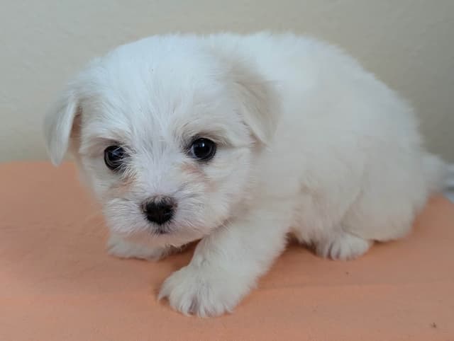Coton de Tulear Puppies Available media 14