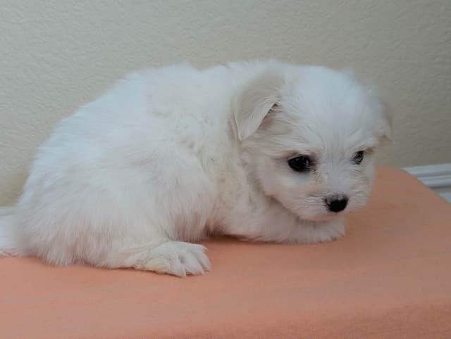 Coton de Tulear Puppies Available media 15
