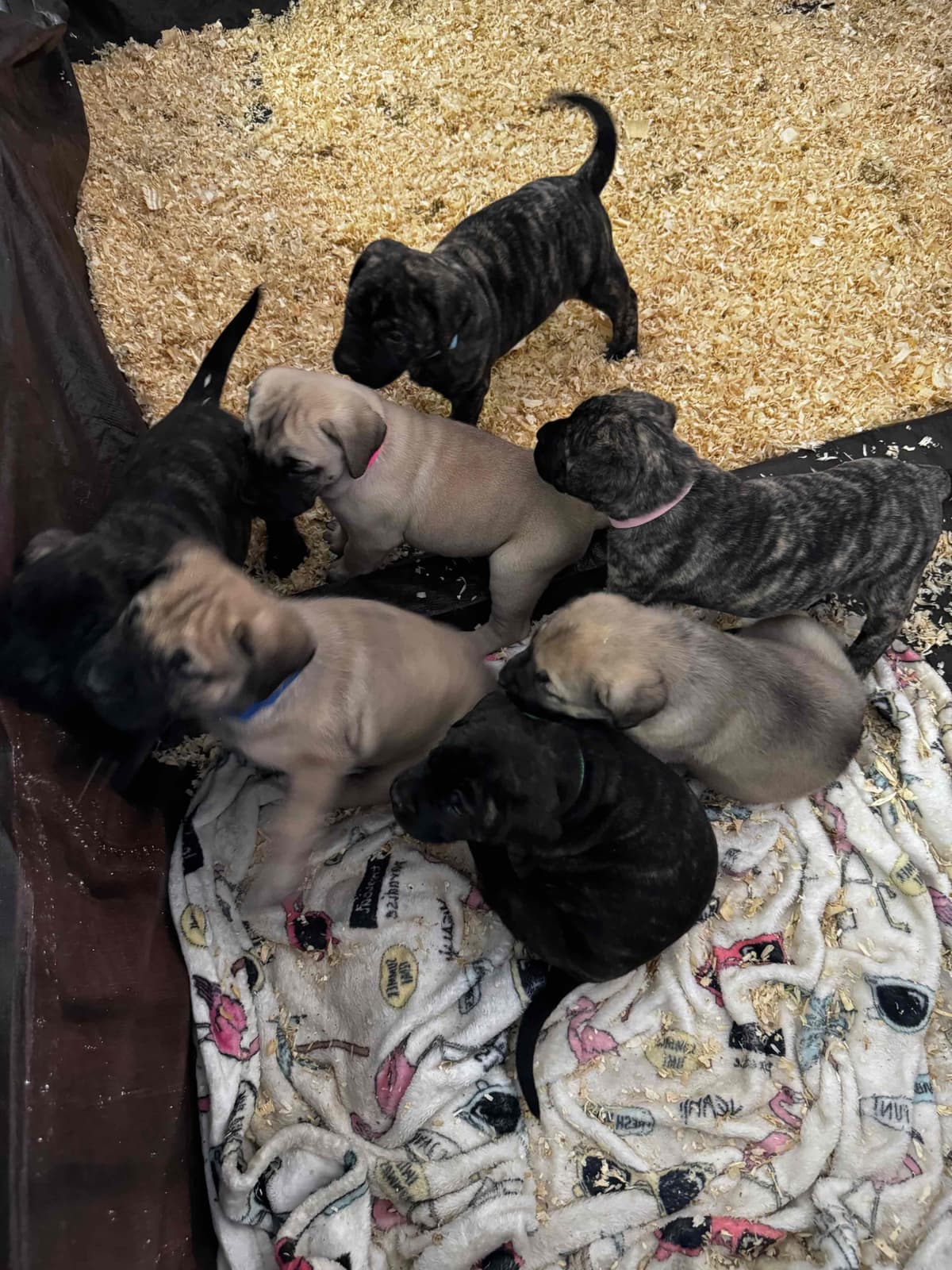 Mastiff Puppies breeder image 1