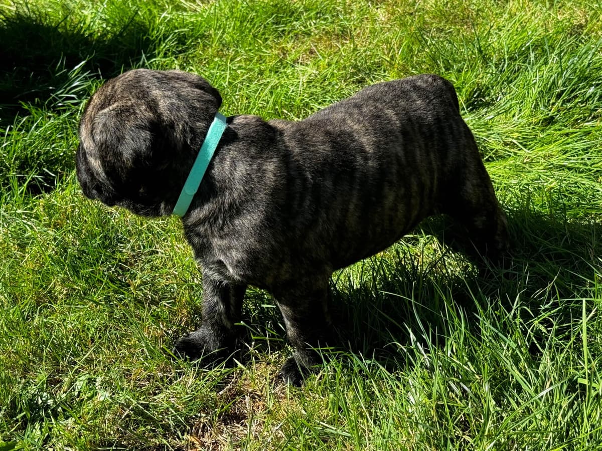 Mastiff Puppies breeder image 2