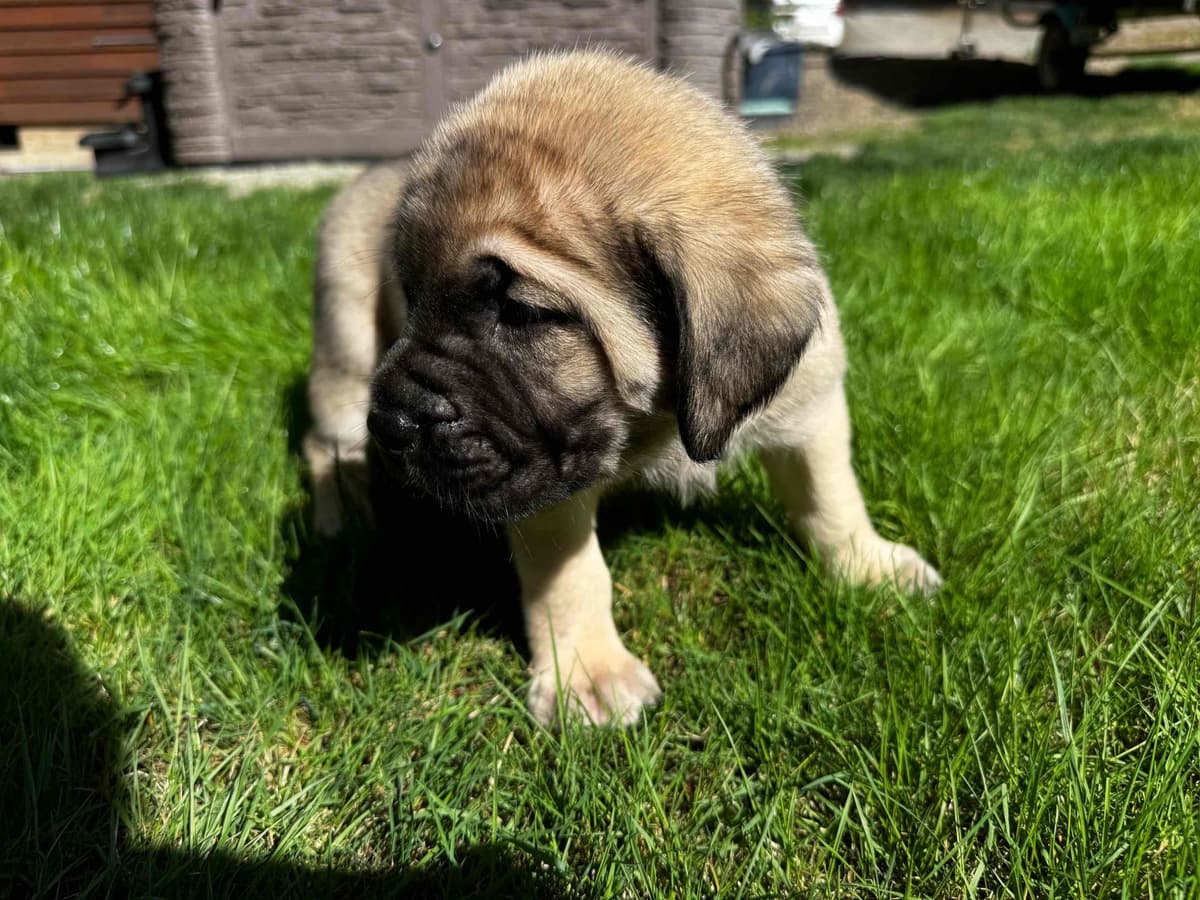 Mastiff Puppies breeder image 3