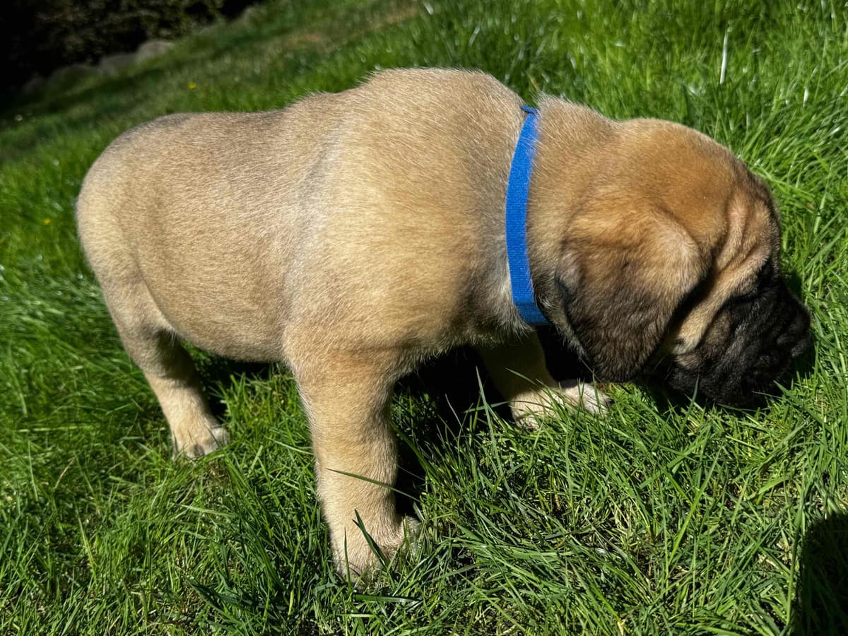 Mastiff Puppies breeder image 4