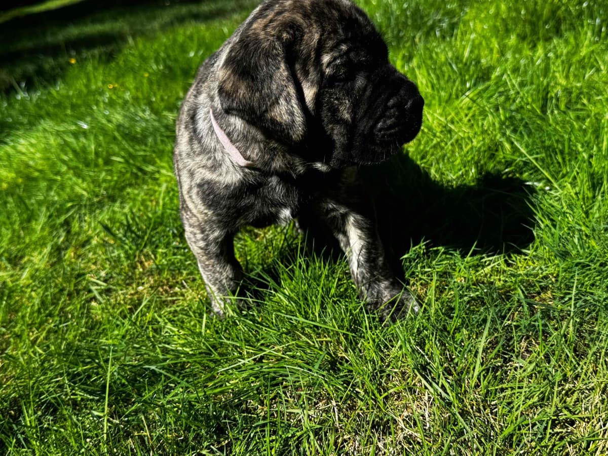 Mastiff Puppies breeder image 5