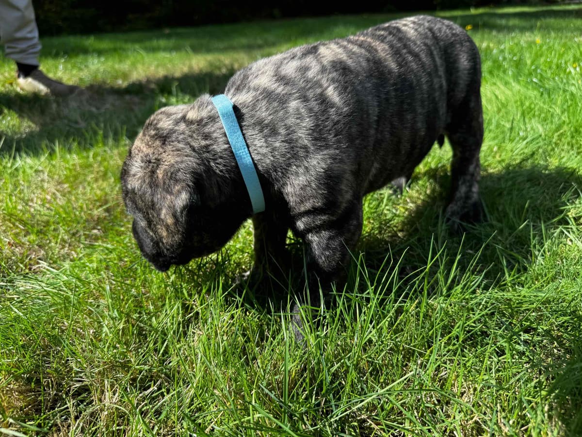 Mastiff Puppies breeder image 6