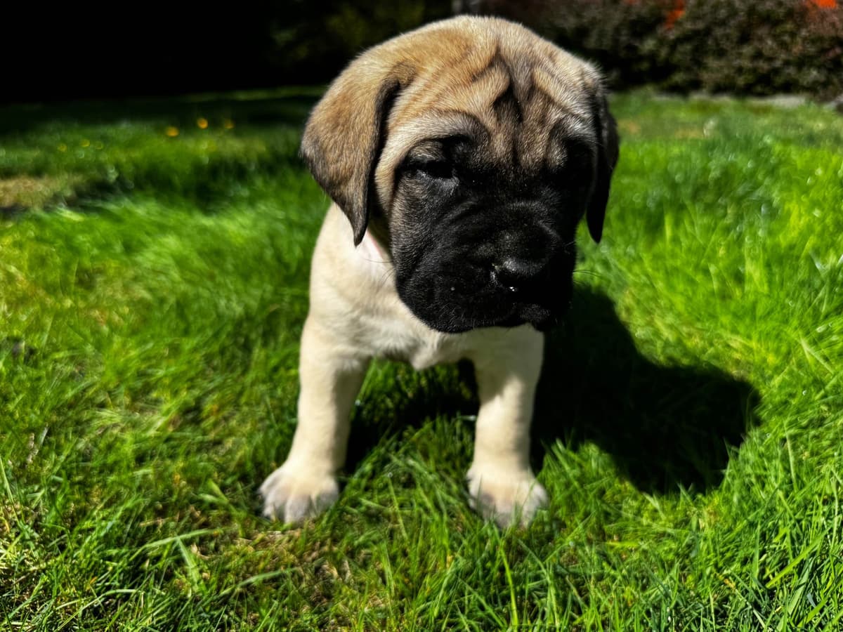 Mastiff Puppies breeder image 7