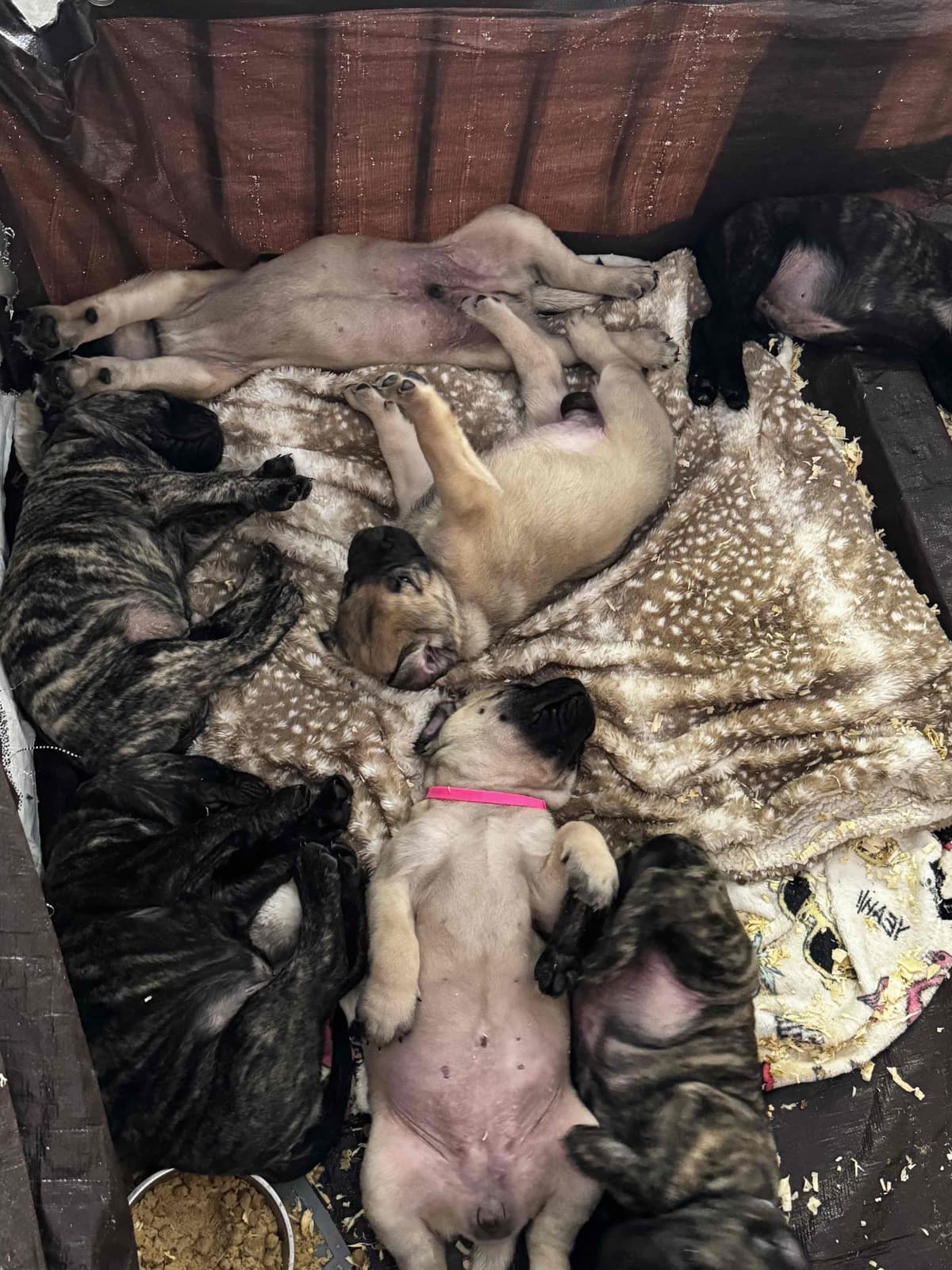 Mastiff Puppies breeder image 8