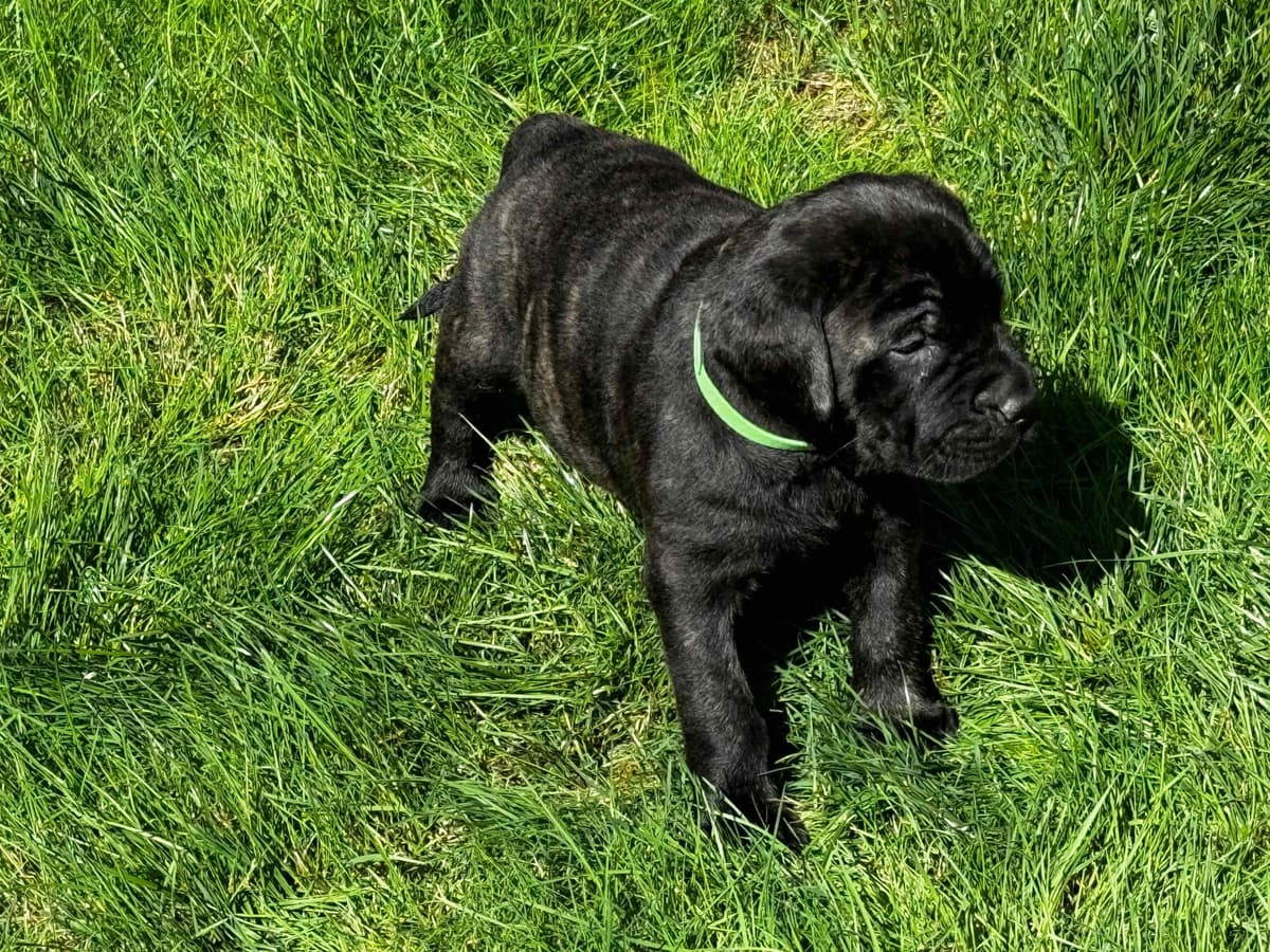 Mastiff Puppies breeder image 9