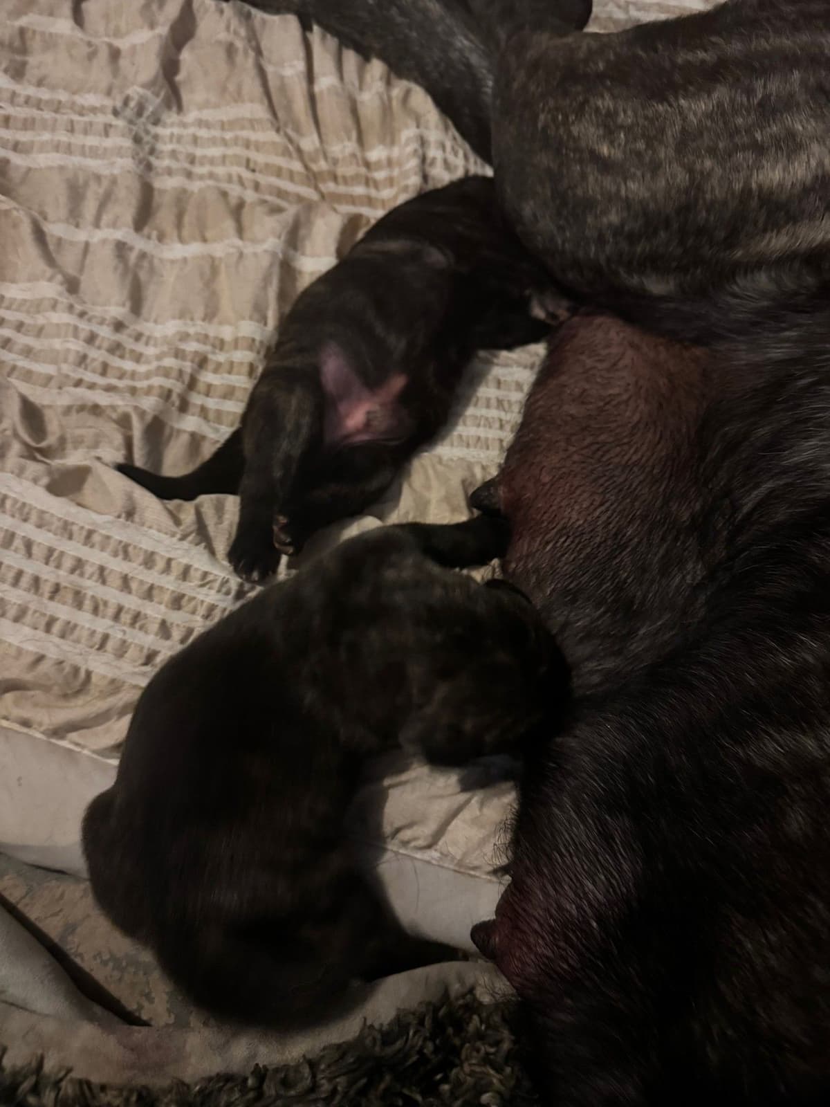 Mastiff Puppies breeder image 10