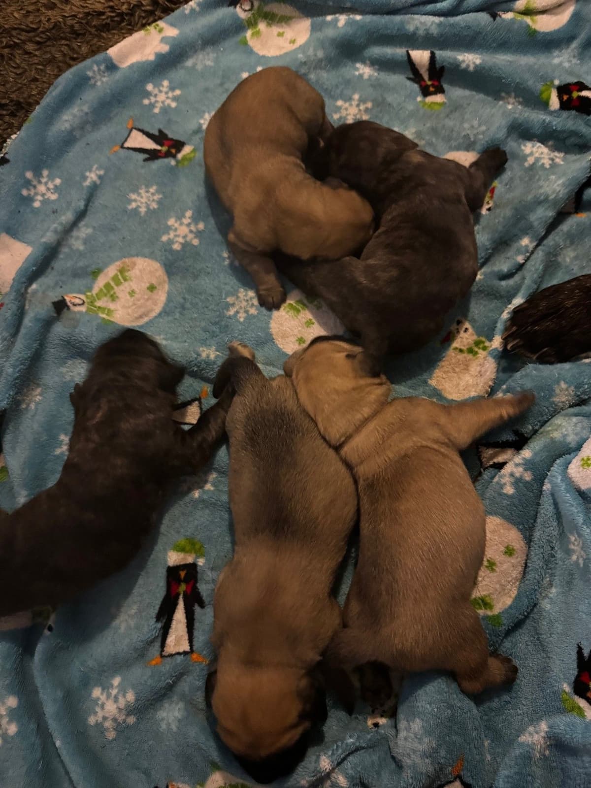 Mastiff Puppies breeder image 11