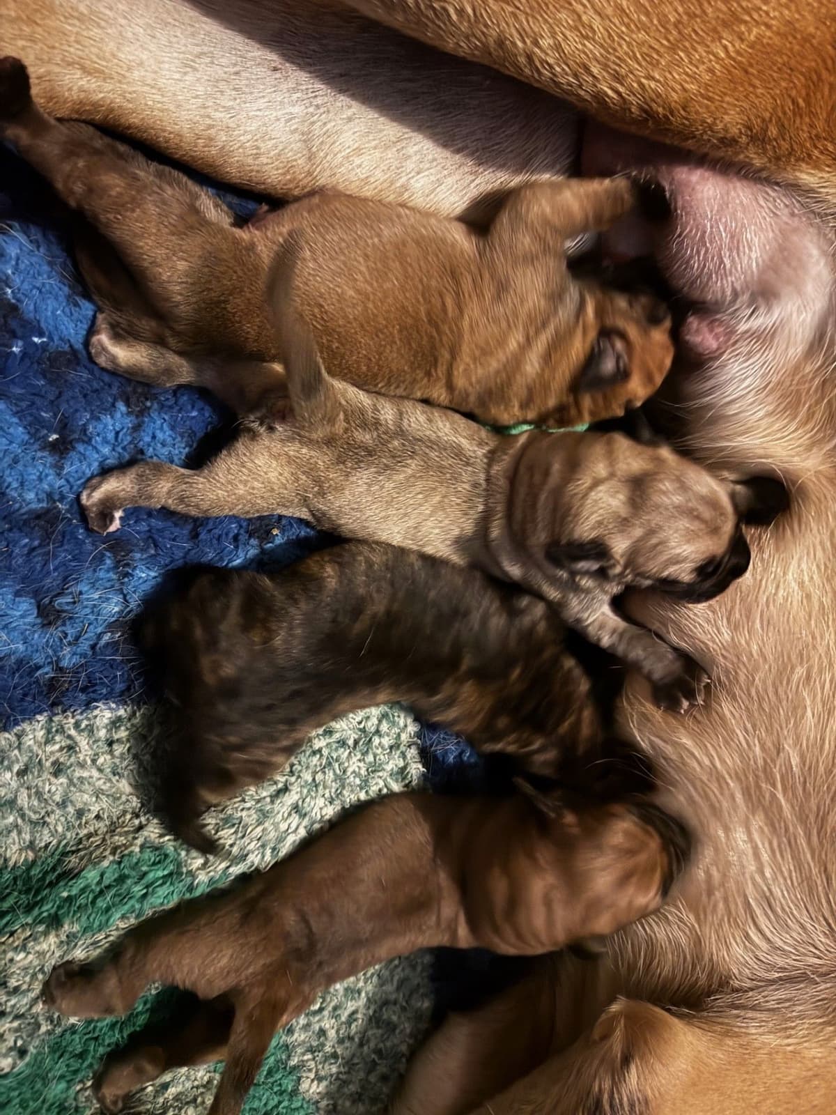 Mastiff Puppies breeder image 12