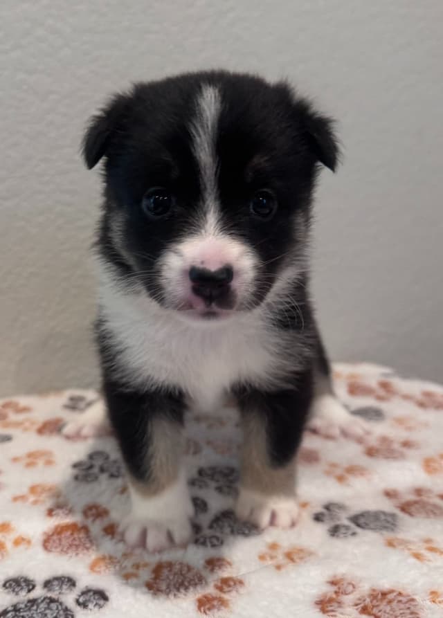 Icelandic Sheepdog Puppies media 3