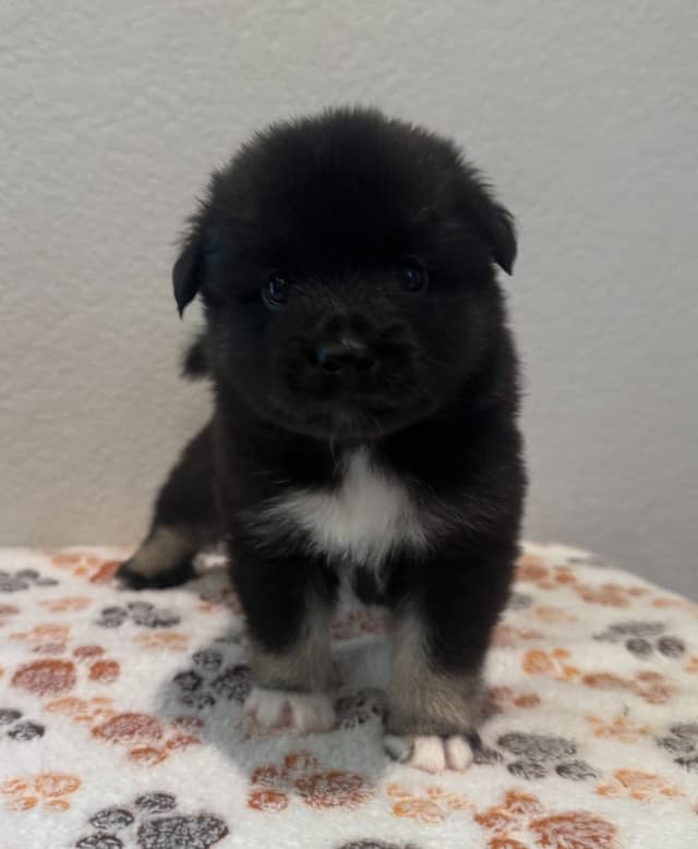 Icelandic Sheepdog Puppies media 2