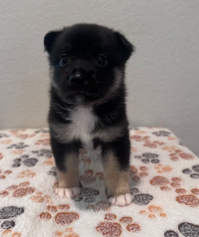 Icelandic Sheepdog Puppies media 4