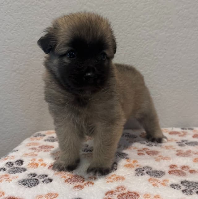 Icelandic Sheepdog Puppies media 5