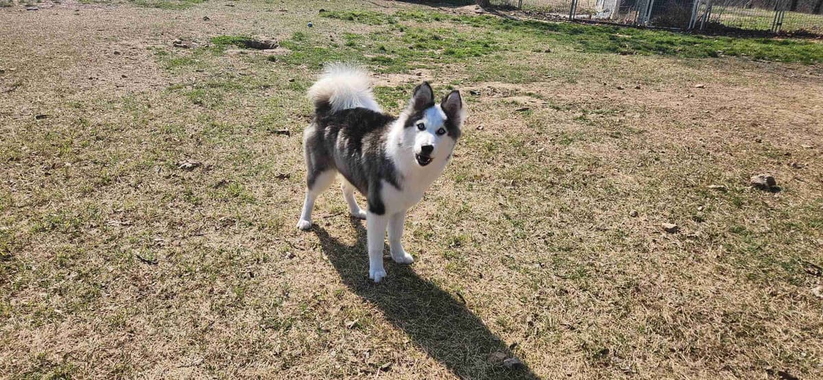 Icelandic Sheepdog Puppies breeder image 5