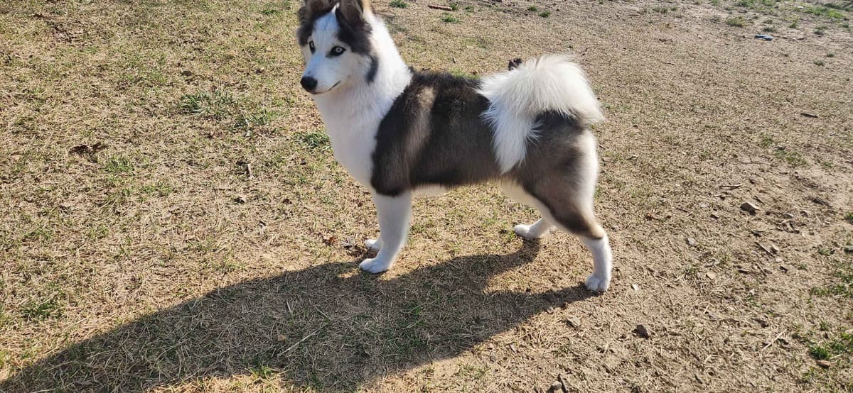 Icelandic Sheepdog Puppies breeder image 6