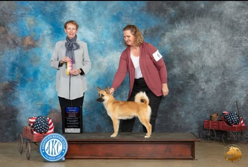 Icelandic Sheepdog Puppies breeder image 9
