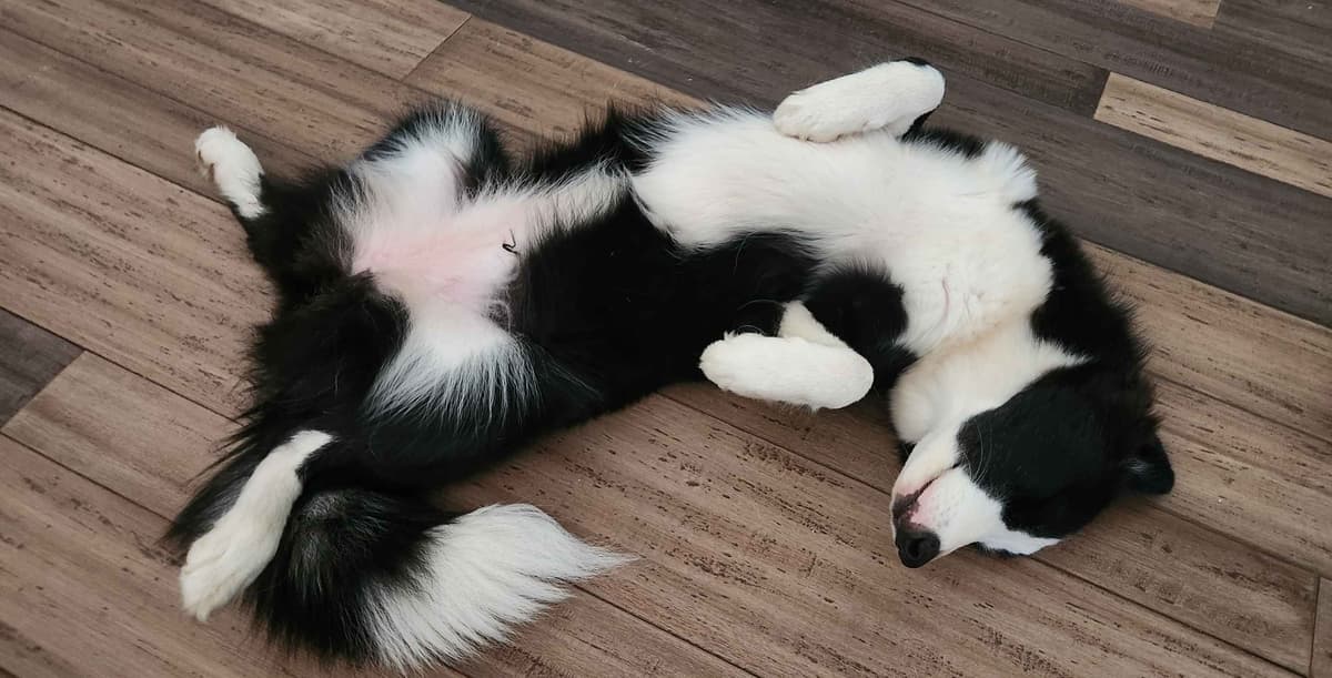 Icelandic Sheepdog Puppies breeder image 13