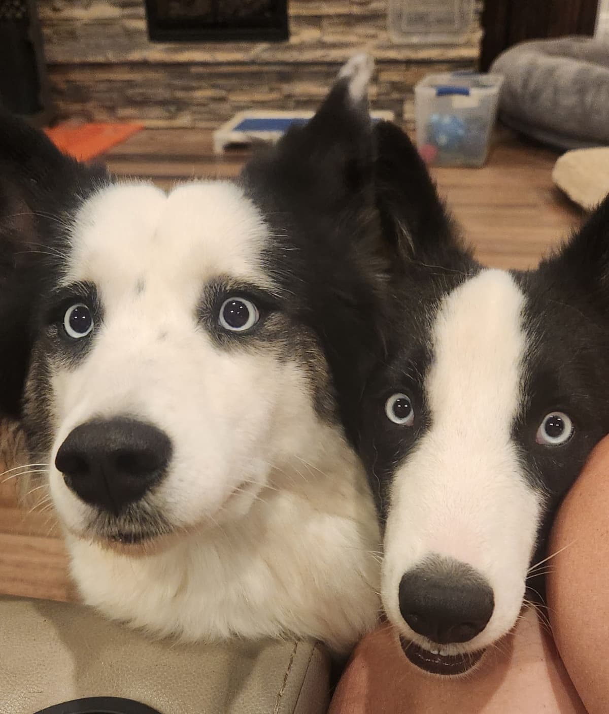 Icelandic Sheepdog Puppies breeder image 17
