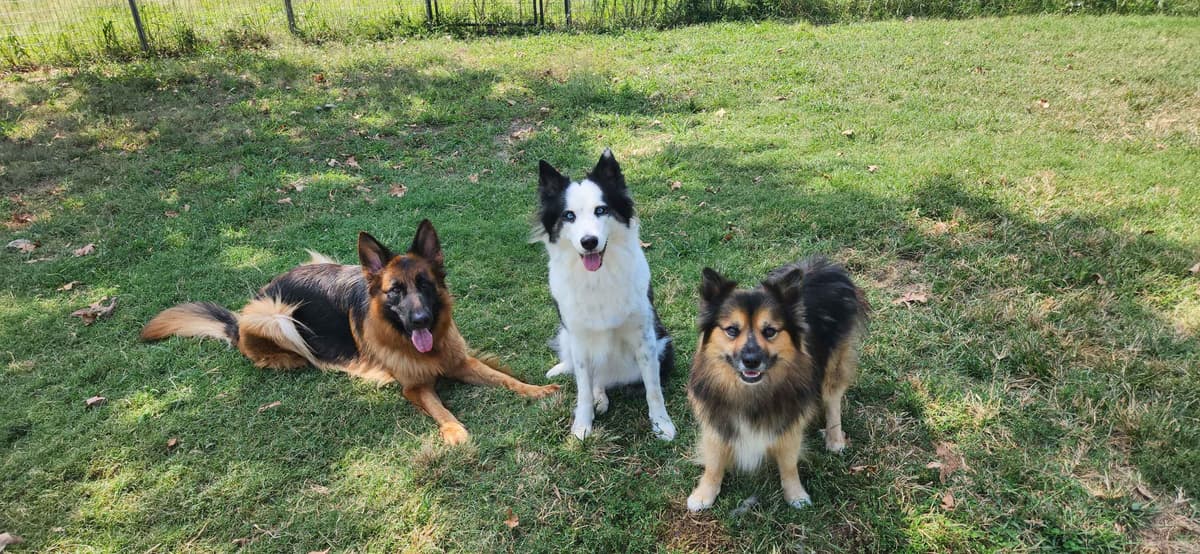Icelandic Sheepdog Puppies breeder image 21