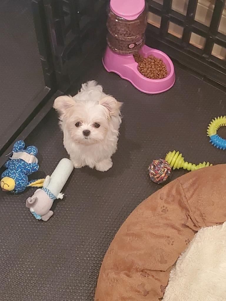 Maltese Puppies breeder image 7
