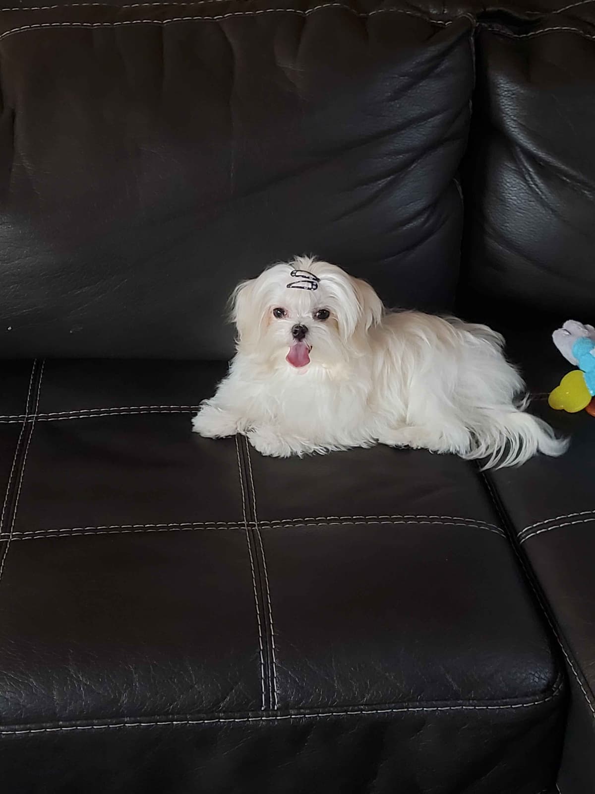 Maltese Puppies breeder image 5