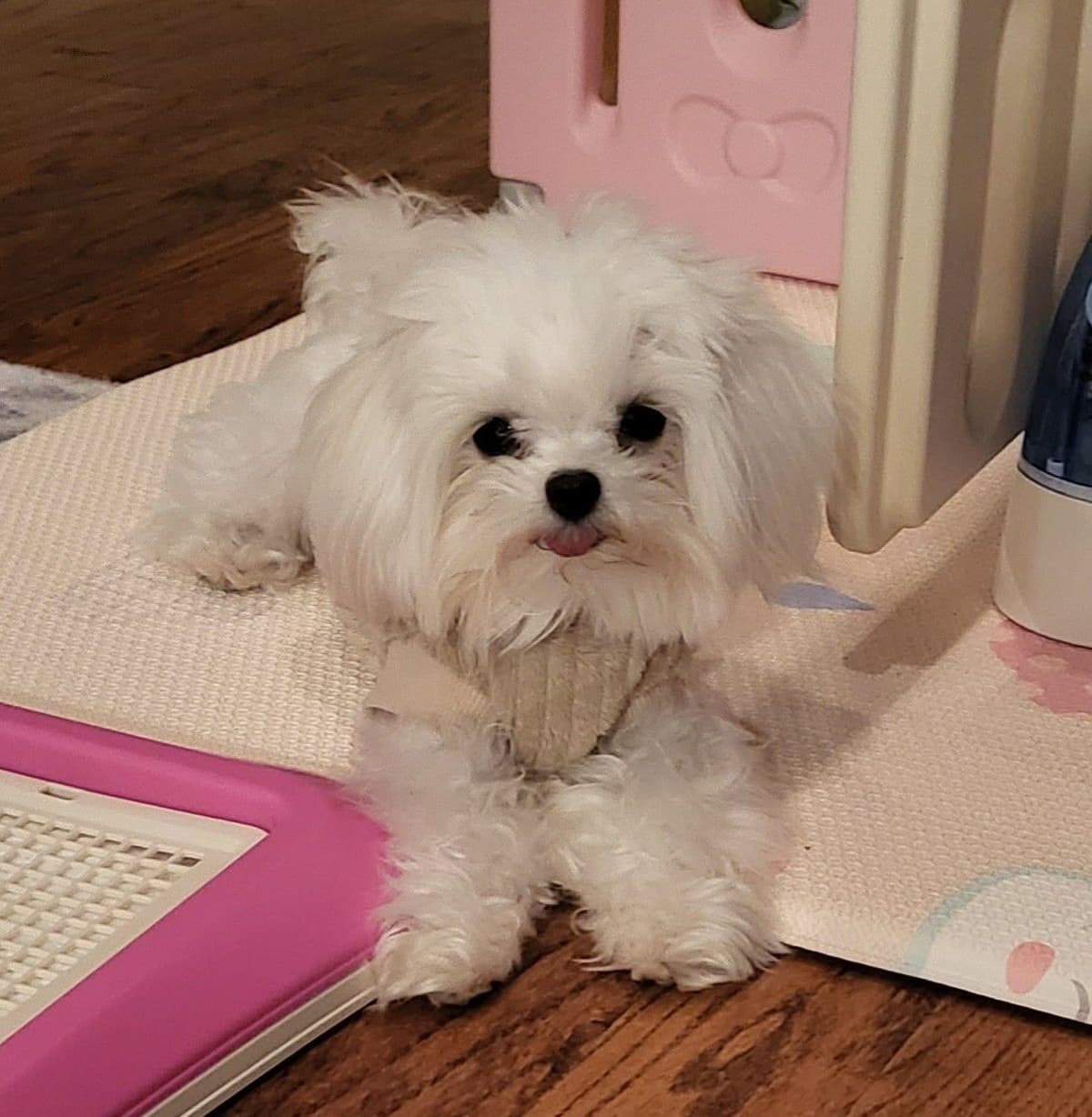 Maltese Puppies breeder image 6