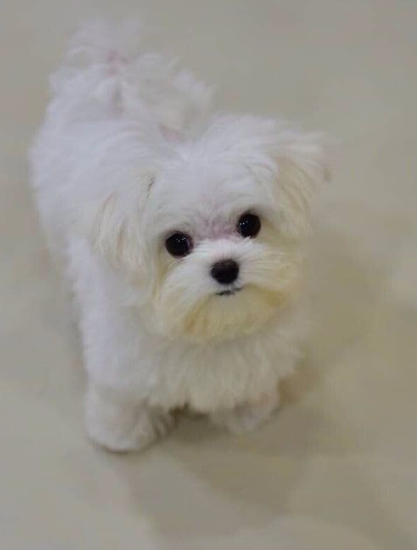 Maltese Puppies breeder image 11