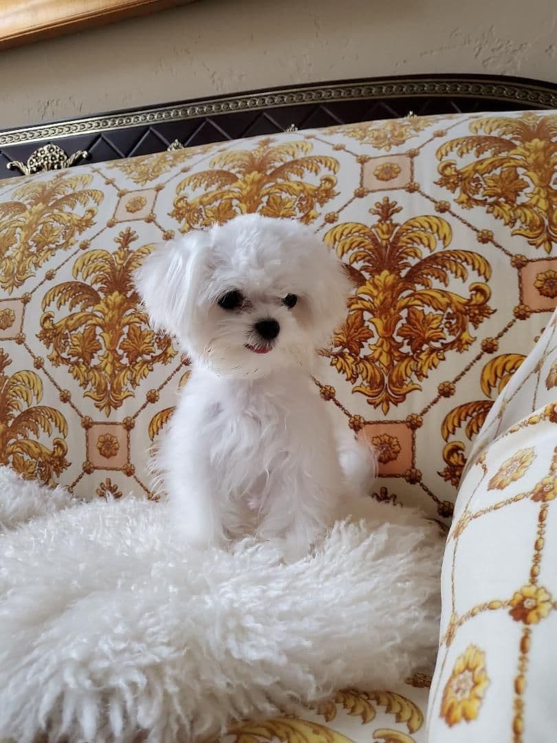 Maltese Puppies breeder image 13