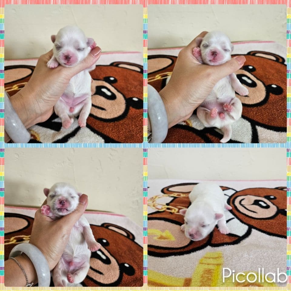 Maltese Puppies breeder image 4