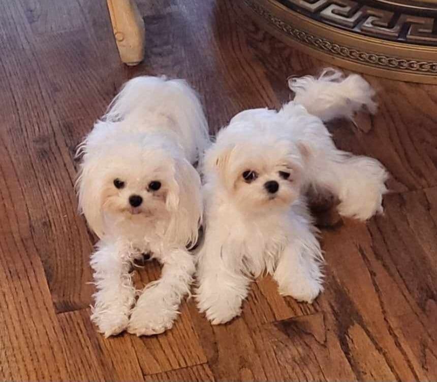 Maltese Puppies breeder image 12