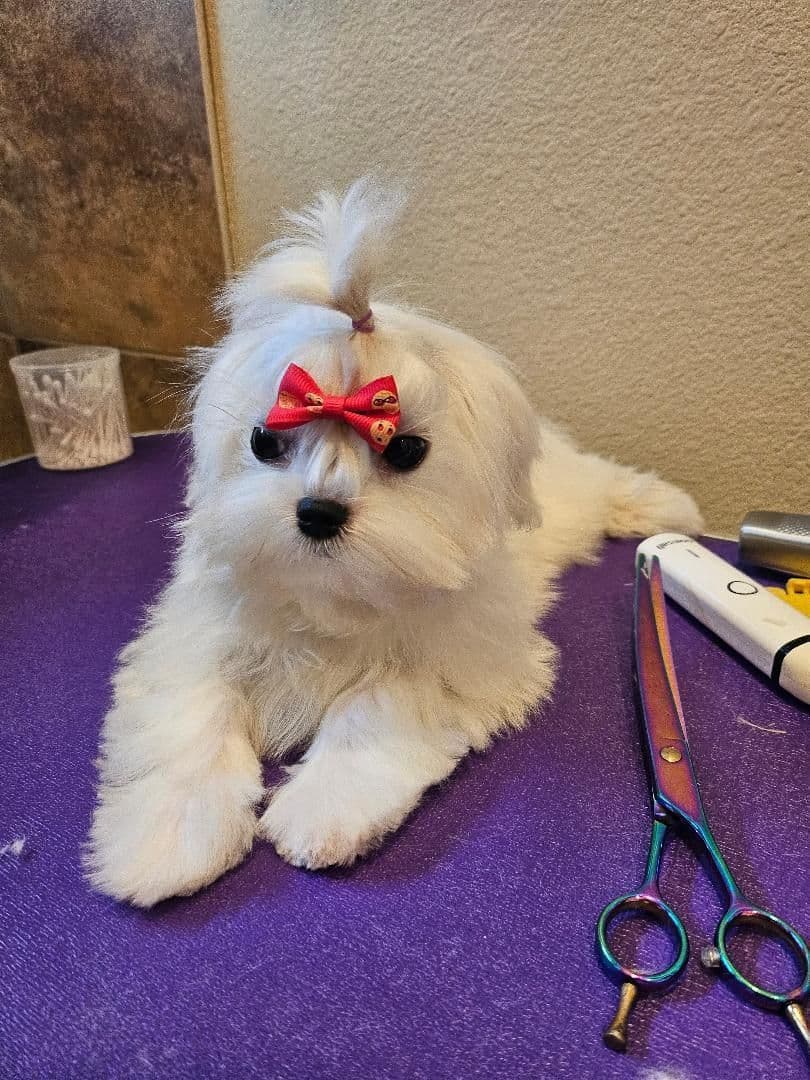Maltese Puppies breeder image 8