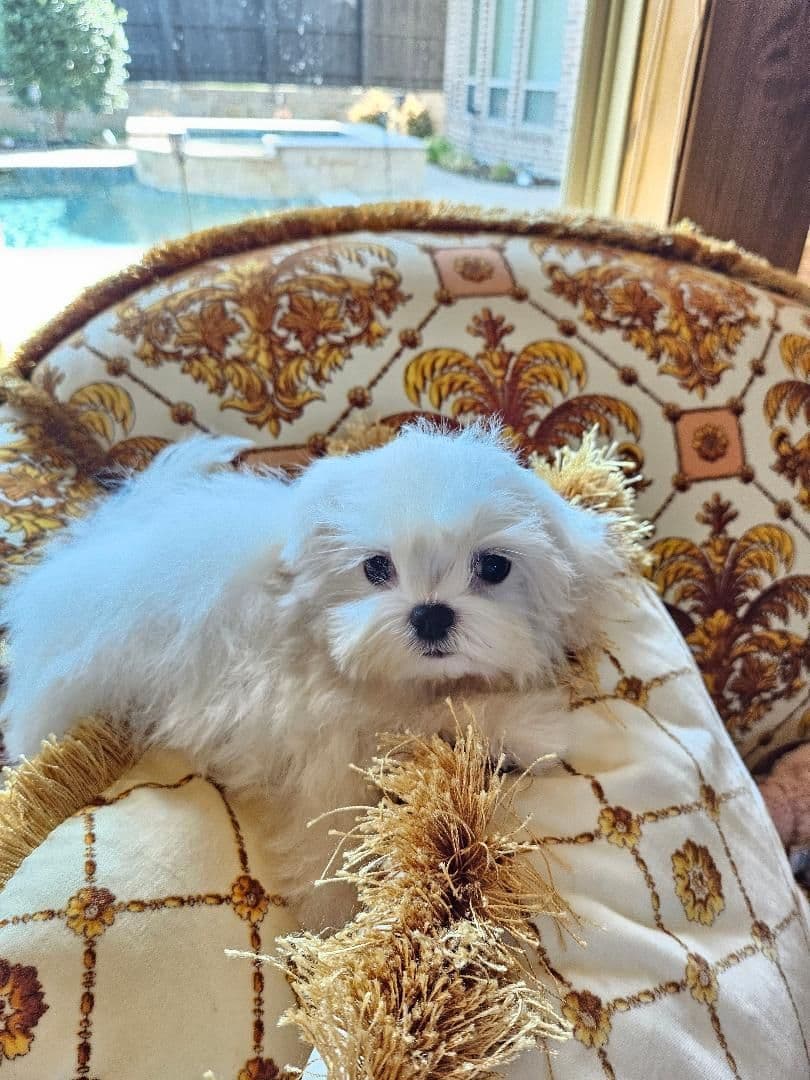 Maltese Puppies breeder image 14