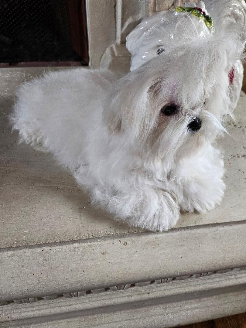 Maltese Puppies breeder image 16