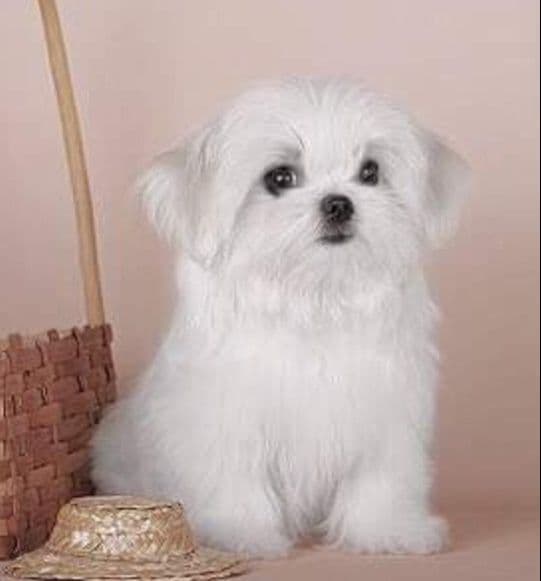 Maltese Puppies breeder image 15