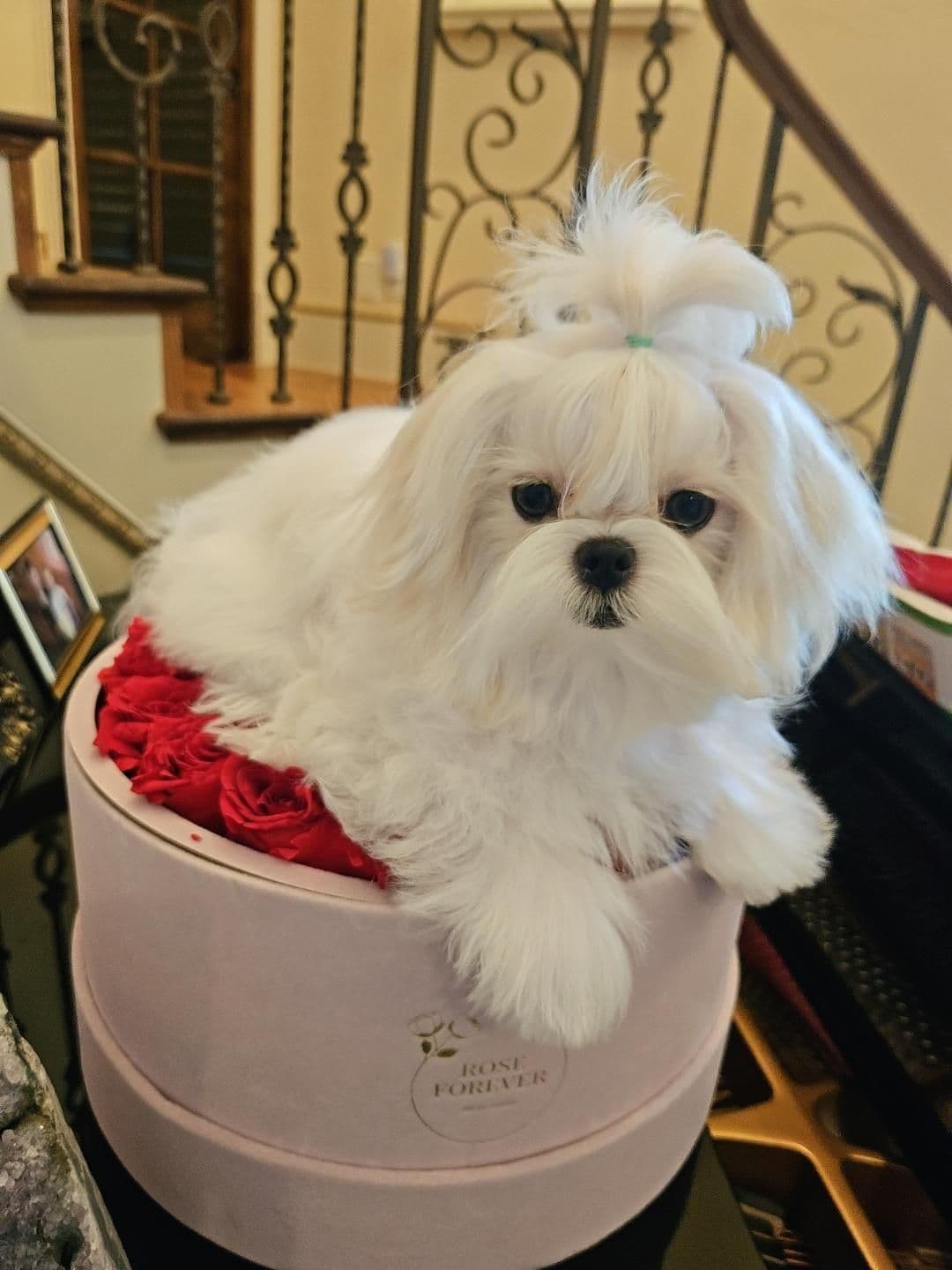 Maltese Puppies breeder image 17