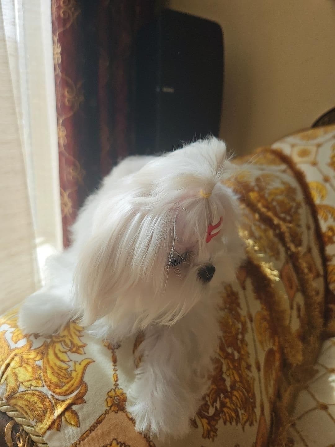 Maltese Puppies breeder image 18