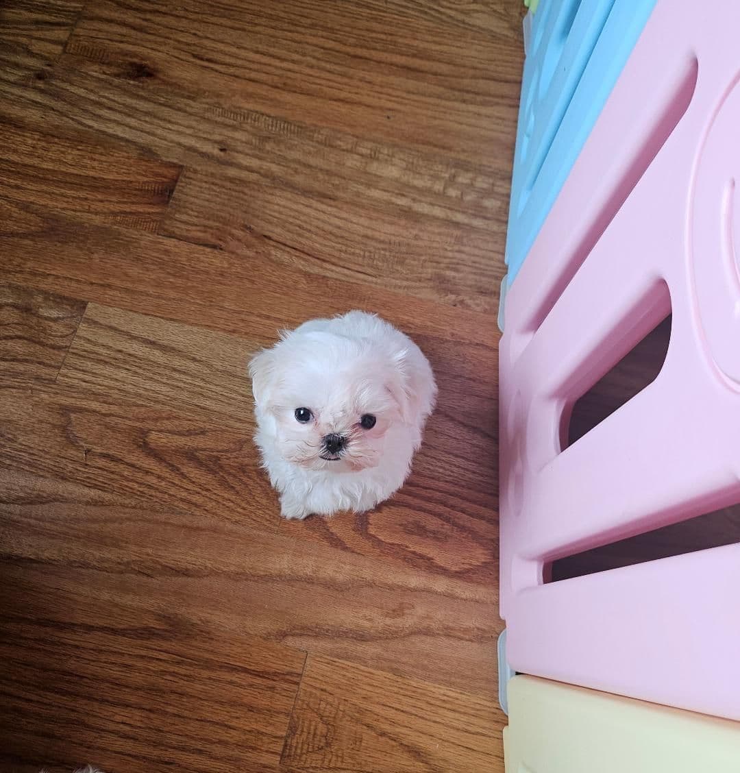 Maltese Puppies breeder image 1