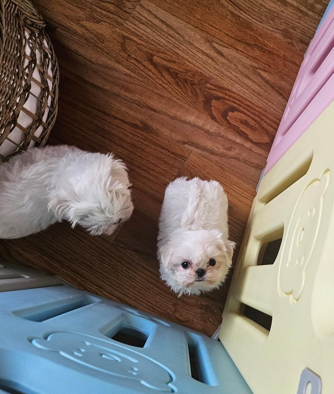 Maltese Puppies breeder image 3