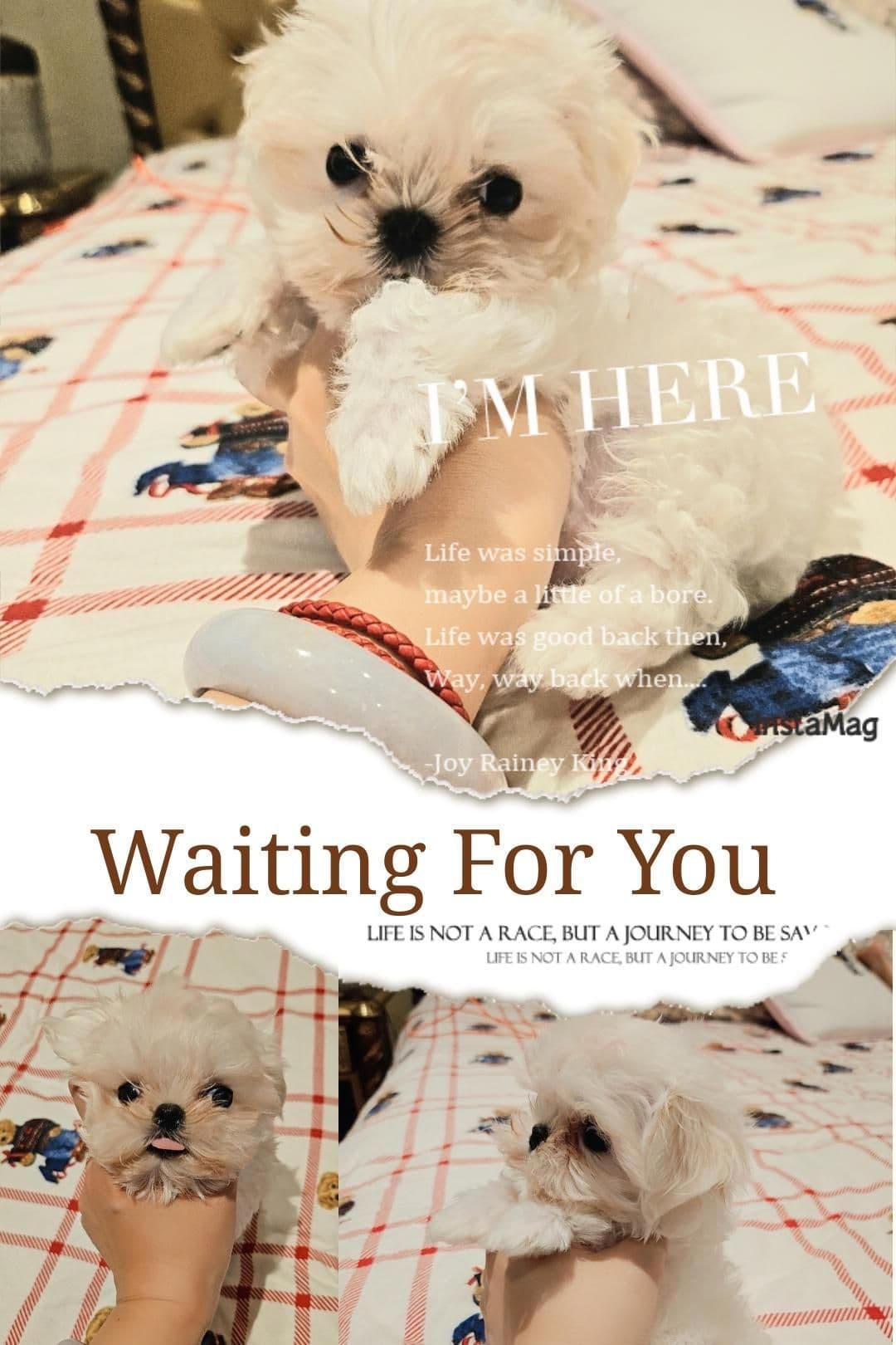 Maltese Puppies breeder image 2