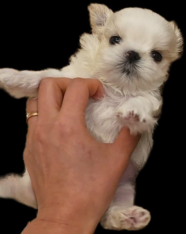 Maltese Puppies media 3