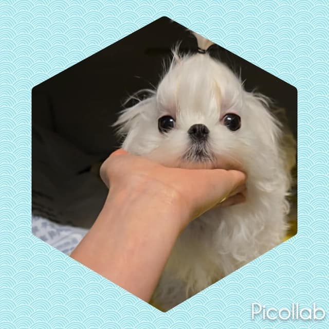 Maltese Puppies media 4