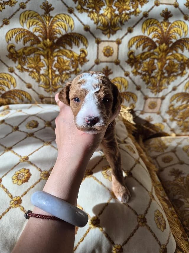 Poodle Puppies media 2