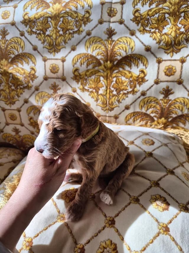 Poodle Puppies media 4